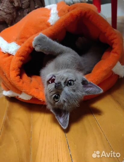 Котята европейской бурмы