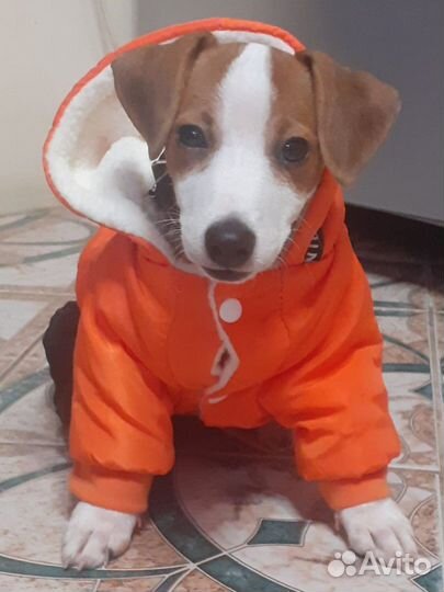 Комбез зимний для собак