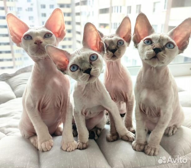 Девон-рекс кот