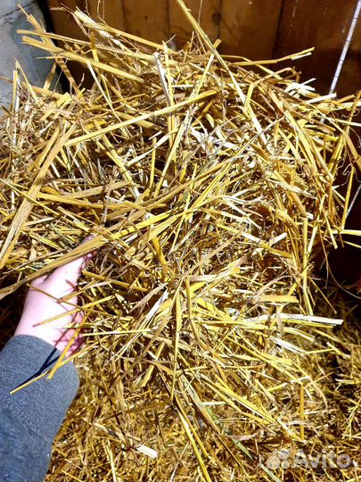 Солома овсяная 2023 года в рулонах
