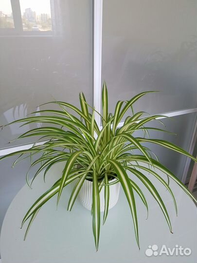 Комнатные растения