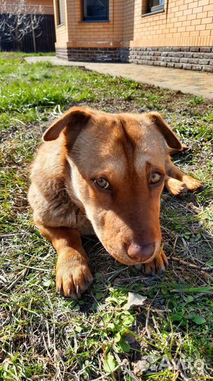 Миниатюрный шарпей бесплатно