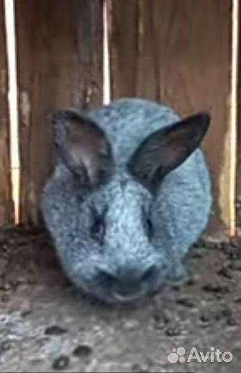 Кролики Полтавское серебро