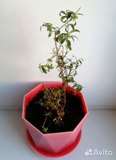 Розмарин в горшке