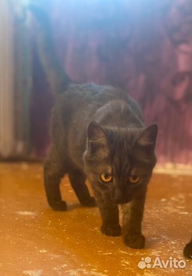 Котенок в добрые руки