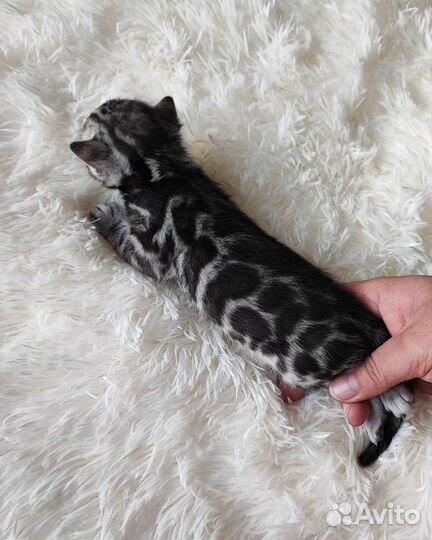 Бенгальский котёнок серебро