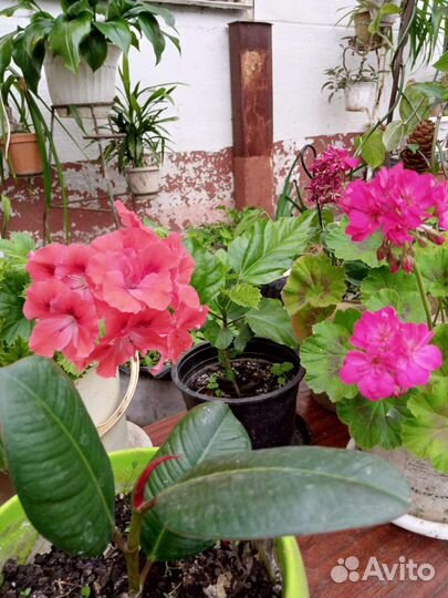 Комнатные цветы разные