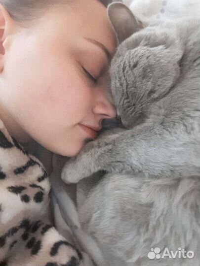 Передержка кошек/котов