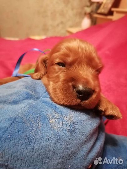 Щенки ирландский сеттер