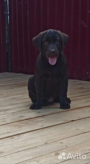 Лабрадор