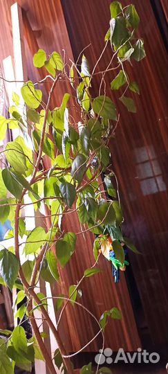 Китайская роза