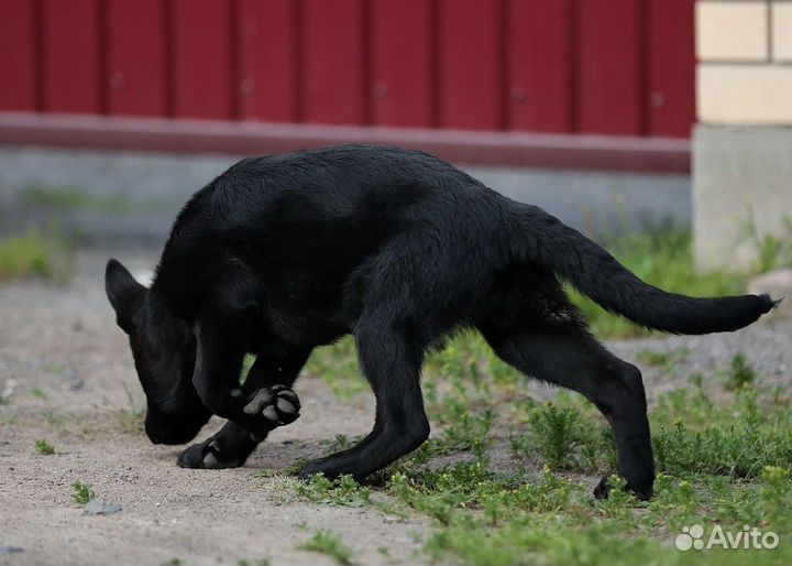 Щенок немецкой овчарки серебристого окраса