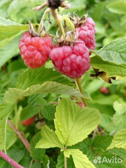 Саженцы малины