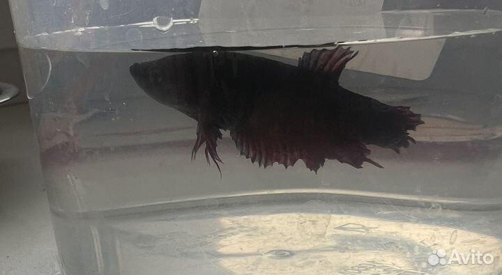 Рыбка петушок самка