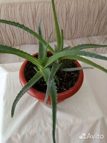 Столетник (алоэ)