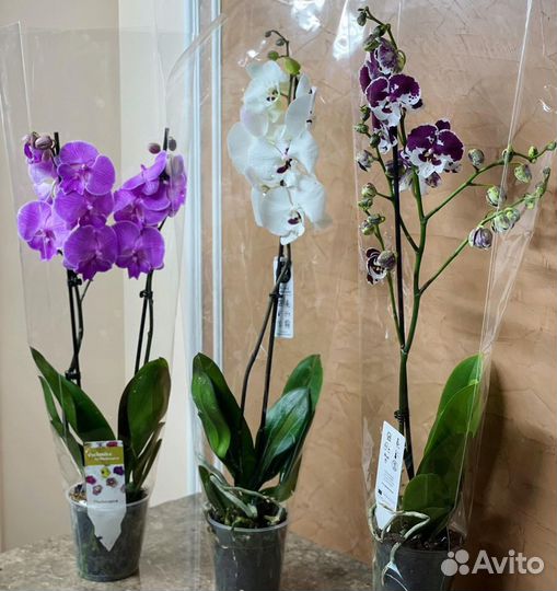 Коллекционные орхидеи
