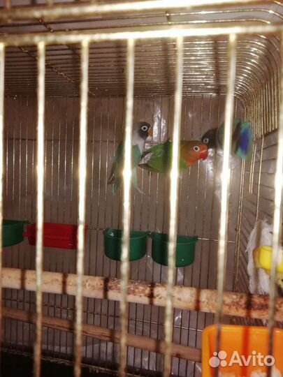 Попугай неразлучники