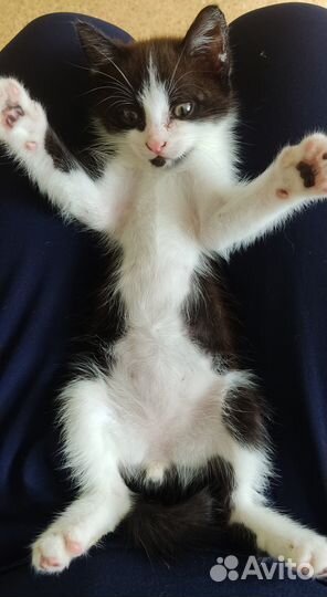 Котенок Кусь