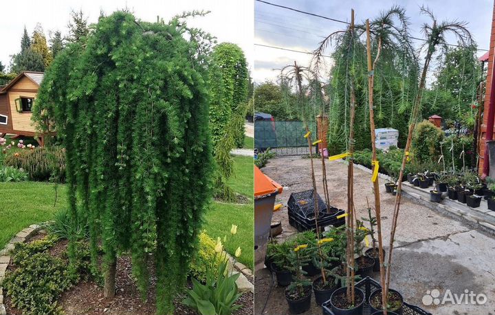 Лиственница на штамбе