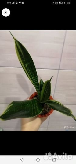 Сансевиерия Блэк Голд филодендрон бурле макс