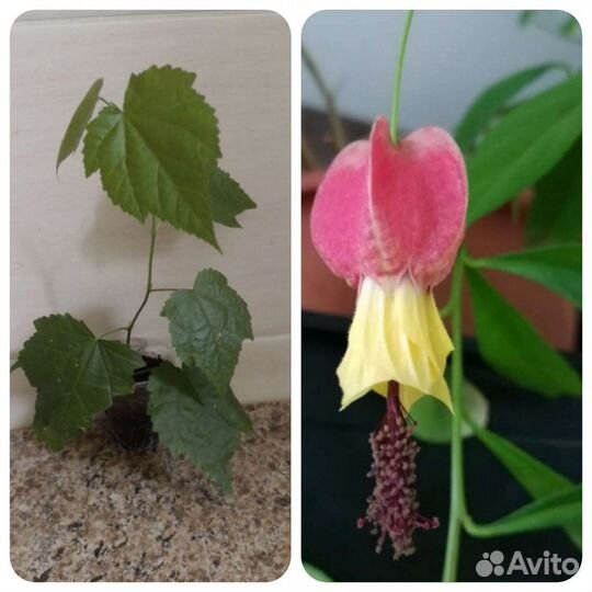 Абутилон тигр,абутилон мегапотамский