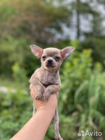 Супер мини мальчики чихуа
