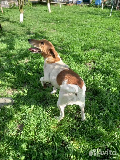 Фокстерьер