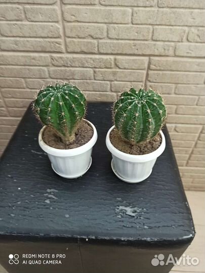 Кактус
