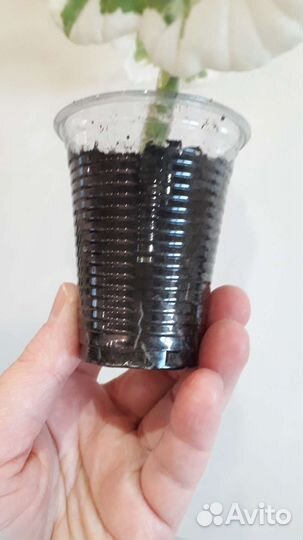 Пеларгония сортовая пестролистная продажа/обмен