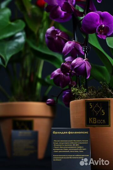 Спатифиллум Комнатные цветы