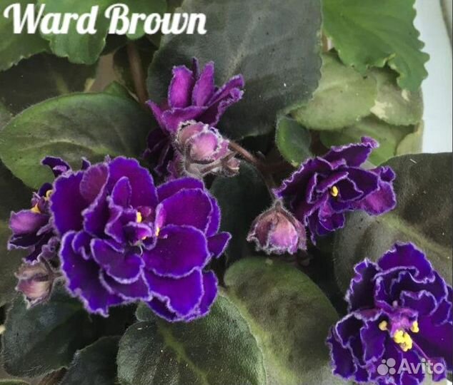 Фиалки сортовые N2