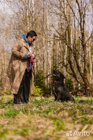 Ненецкая оленегонная лайка Эльза в добрые руки