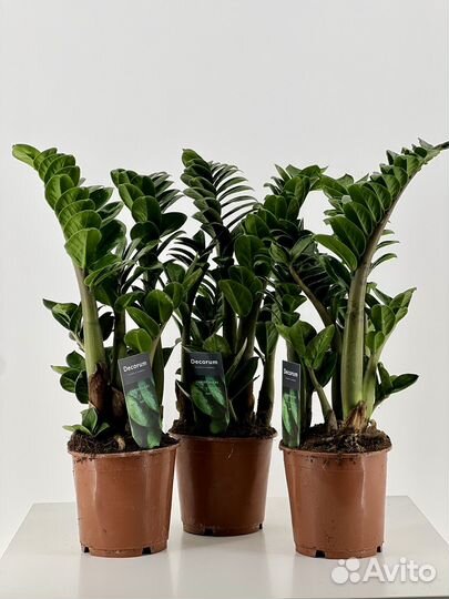 Замиокулькас зензи, густой, редкий, в подарок