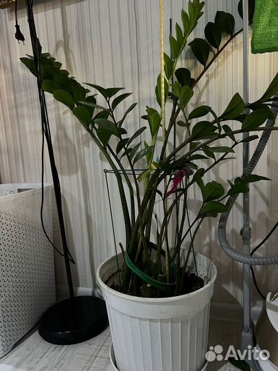 Замиокулькас