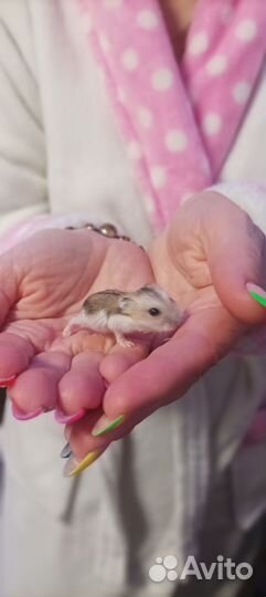 Джунгарский хомяк бесплатно