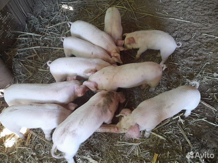 Поросята породы ландрас