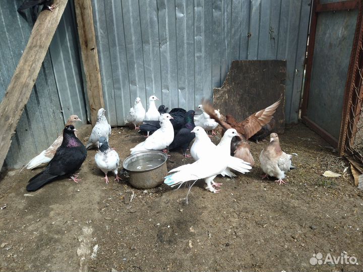 Бакинские бойные голуби