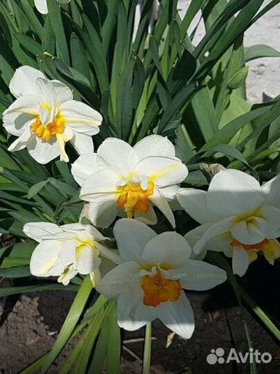 Луковицы нарциссов