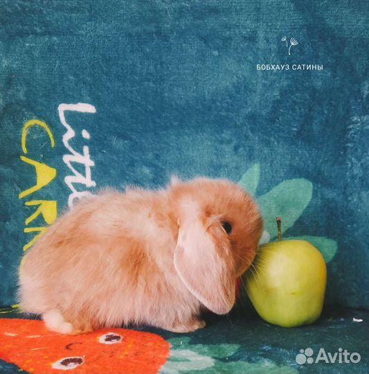 Кролик чистокровный карликовый баран