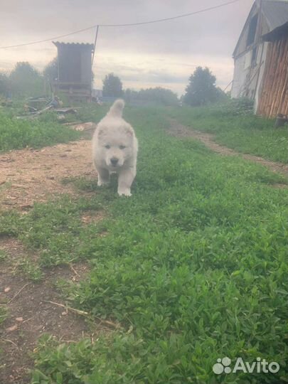 Среднеазиатская овчарка. Алабай