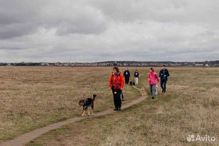 Выгул собак
