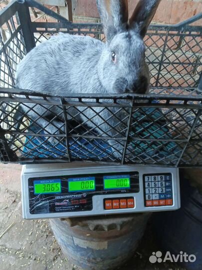 Полтавское серебро