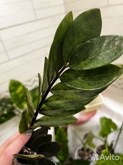 Замиокулькас Блек изумрудный и Акебоно