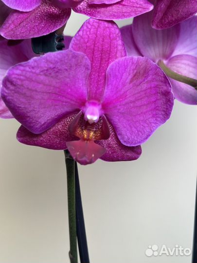 Орхидея фаленопсис Вивальди,d12h50
