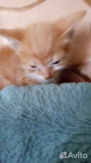 Катёнок девочка нежюри