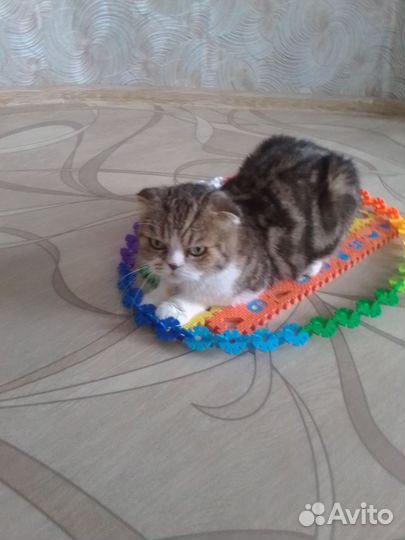 Кошка в добрые руки