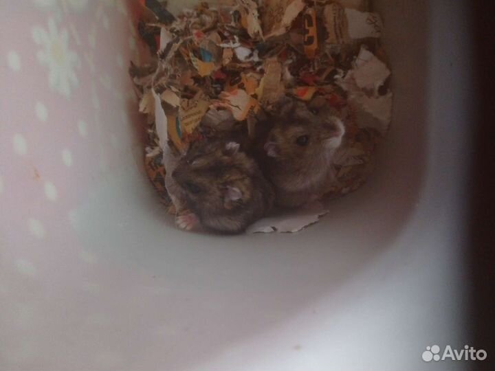 Хомячки сирийские,джунгарские