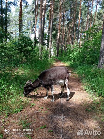 Коза дойная молочная