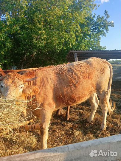 Телка на мясо