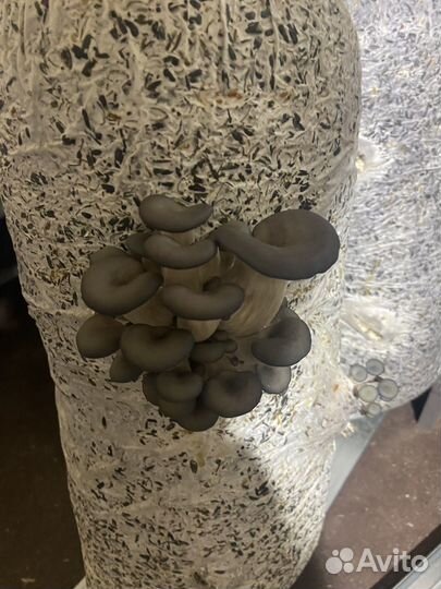 Готовые блоки вешенки